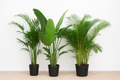 Voordeelpakket XXL - Kentia 200 cm, Strelitzia Nicolai 225 cm, Areca 200 cm. Nu kopen bij Planttoday