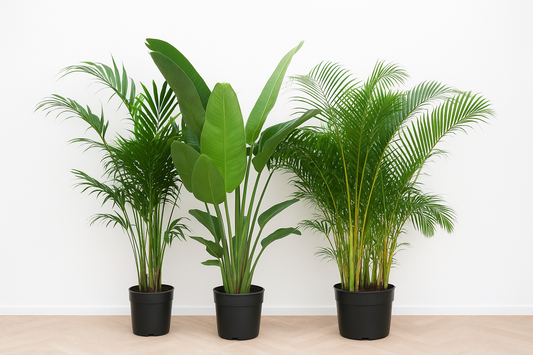 Voordeelpakket XXL - Kentia 200 cm, Strelitzia Nicolai 225 cm, Areca 200 cm. Nu kopen bij Planttoday