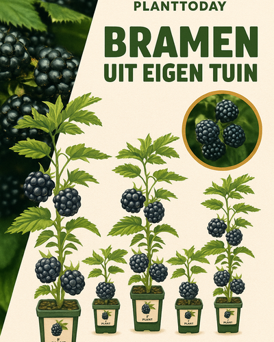 Rubus Buitenplant | Biologische Doornloze Bramen