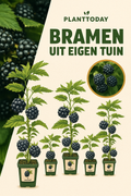 Rubus Buitenplant | Biologische Doornloze Bramen