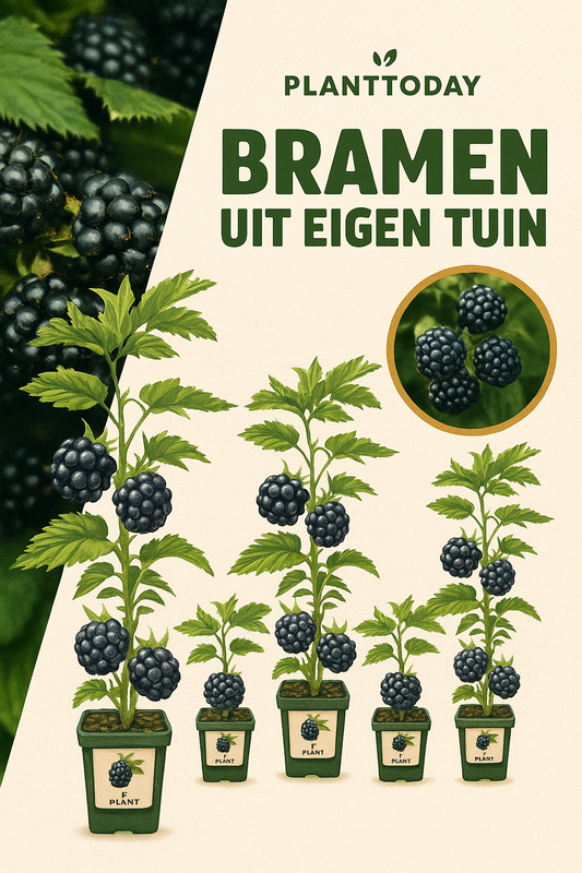 3 x Biologische Doornloze bramenplanten