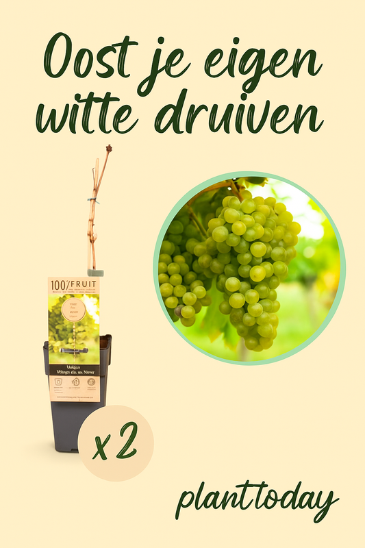 2x Vitis vinifera ‘Vroege van der Laan’ – Winterharde, Vroegrijpende Druivenplant voor Tuin & Balkon | Planttoday Pot 15cm Hoogte 50cm