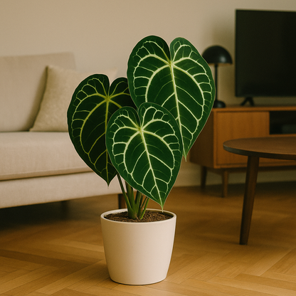 Anthurium Crystallinum 
Fluweelzachte eyecatcher voor liefhebbers van bijzondere planten