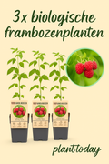 Zomervruchten Mix Pakket – 4 biologische zelfbestuivende fruitplanten voor in de tuin