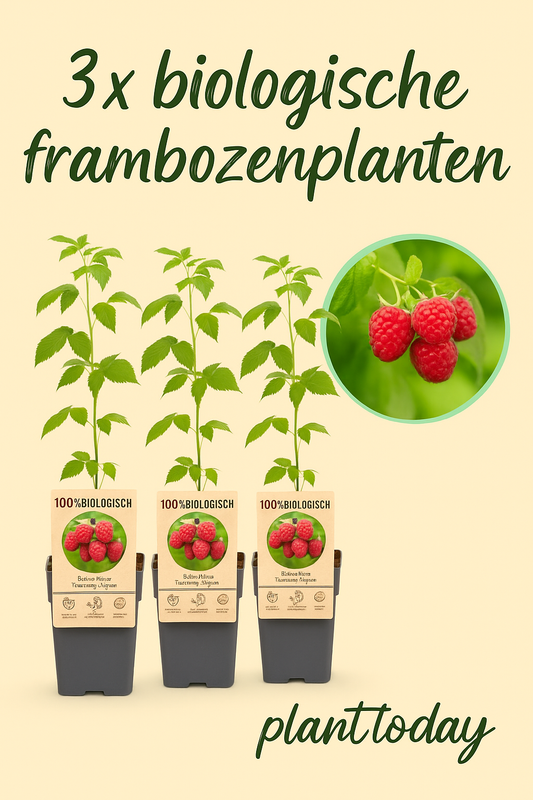 3 x biologische frambozenplanten -direct van kweker.