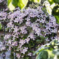 Clematis Montana 'Fragrant Spring' | Bosrank | Klimplant