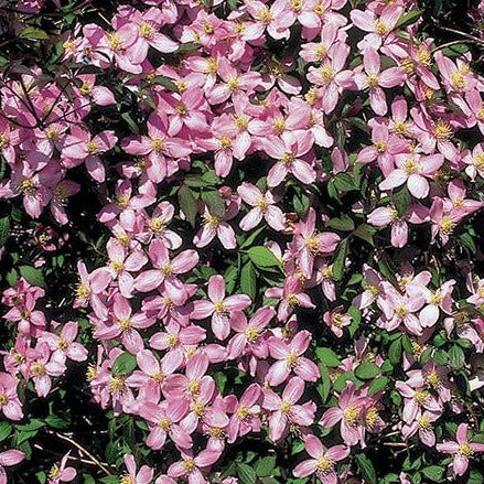 Kleinbloemige Clematis Montana ‘Fragrant Spring’ voor pergola of tuin