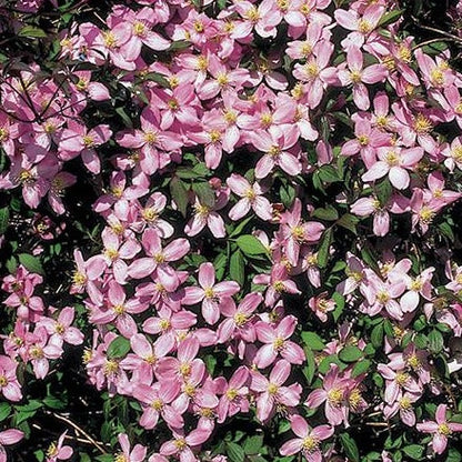 Kleinbloemige Clematis Montana ‘Fragrant Spring’ voor pergola of tuin