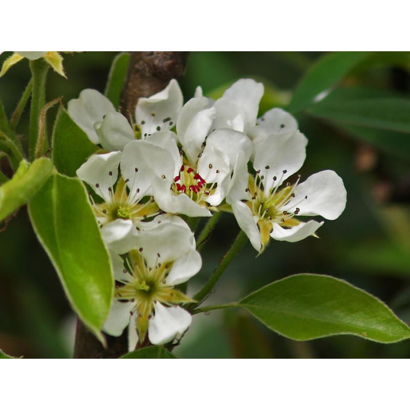 De Conference is een tamelijk grote handpeer met veel roest en is vanwege de bewaarbaarheid het in België en Nederland meest geteelde ras. Het sappige vruchtvlees is wit tot lichtoranje en zoet. De schil is hard.