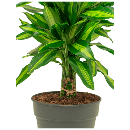 Grote kamerplant met groen blad en gele bladrand.