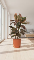 Ficus elastica 'Belize' Kamerplant | Rubberplant - Planttoday