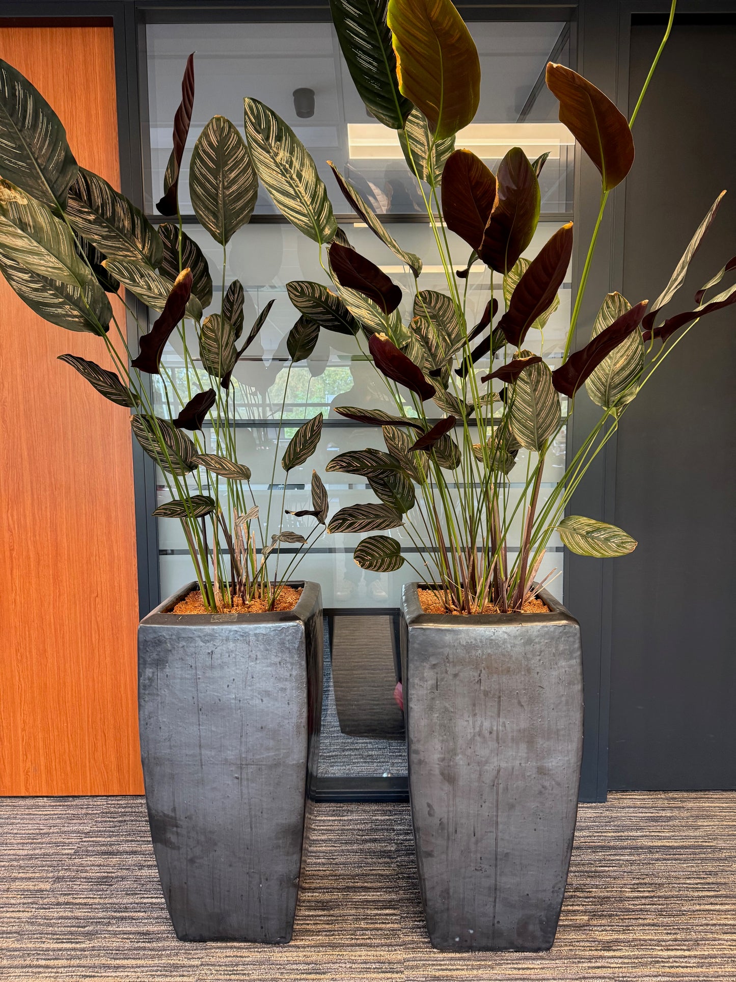 Calathea oppenheimiana | Kamerplant