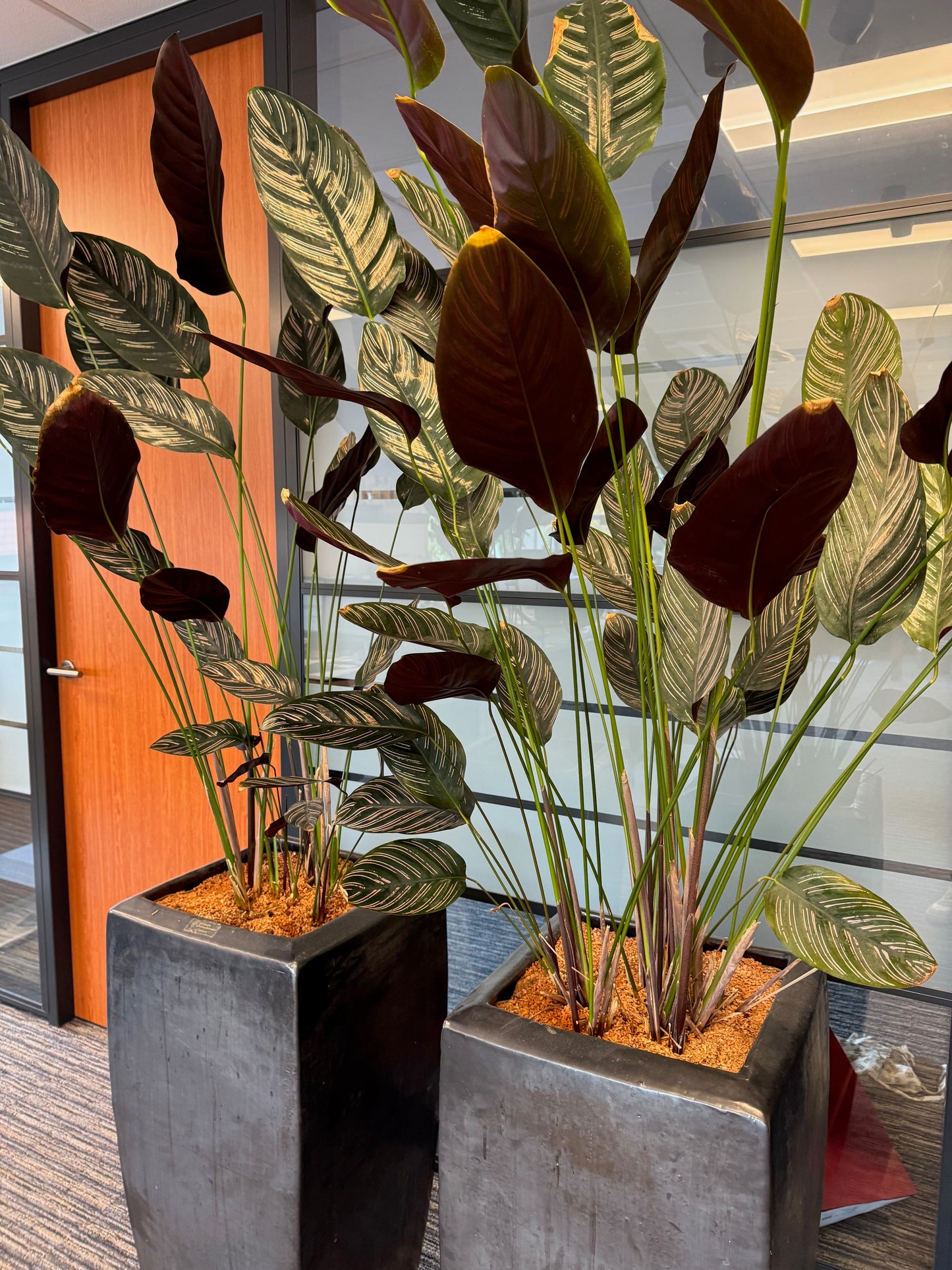 Calathea oppenheimiana | Kamerplant