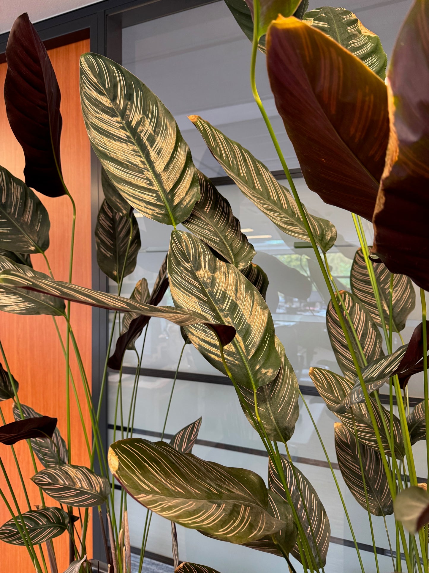 Calathea oppenheimiana | Kamerplant | kopen