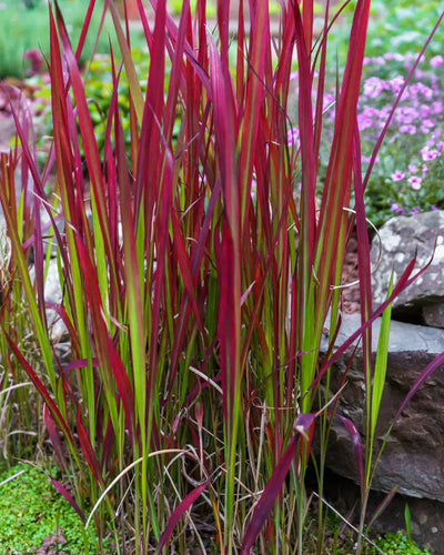 Imperata cylindrica ‘Red Baron’ | Japans Bloedgras | Dieprode blikvanger - Planttoday