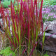 Imperata cylindrica ‘Red Baron’ | Japans Bloedgras | Dieprode blikvanger