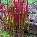 Imperata cylindrica ‘Red Baron’ | Japans Bloedgras | Dieprode blikvanger - Planttoday
