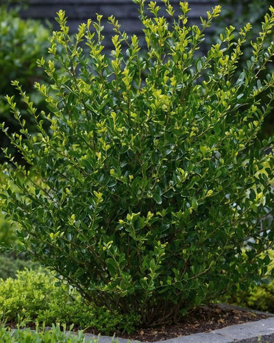 24 x Ilex crenata 'Jenny' | Onderhoudsvriendelijke haagplant | Japanse Hulst