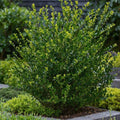 24 x Ilex crenata 'Jenny' | Onderhoudsvriendelijke haagplant | Japanse Hulst