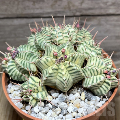 Euphorbia Meloformis Variegata met gestreepte bolvormige stengel