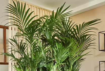 De verzorging van een kentia palm omvat het geven van lichtvochtige grond (niet te nat, niet te droog) en een standplaats met helder, indirect licht. Geef in de lente en zomer vaker water dan in de herfst en winter en vermijd direct zonlicht, wat de bladeren kan verbranden. Besproei de bladeren af en toe om stof te verwijderen en de luchtvochtigheid te verhogen