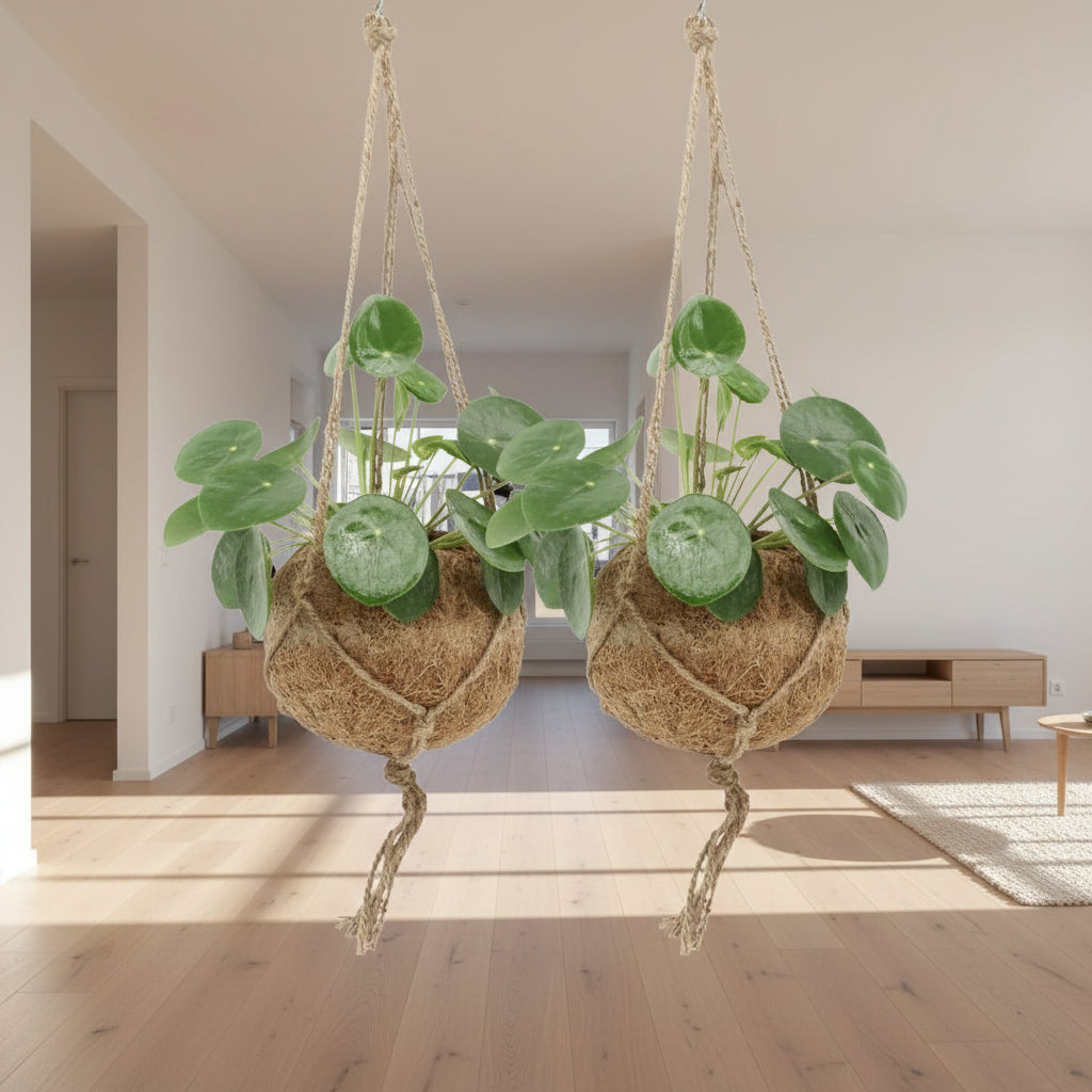 2x Kokodama Pilea Peperomiodes | Pannekoeken | Hangplant