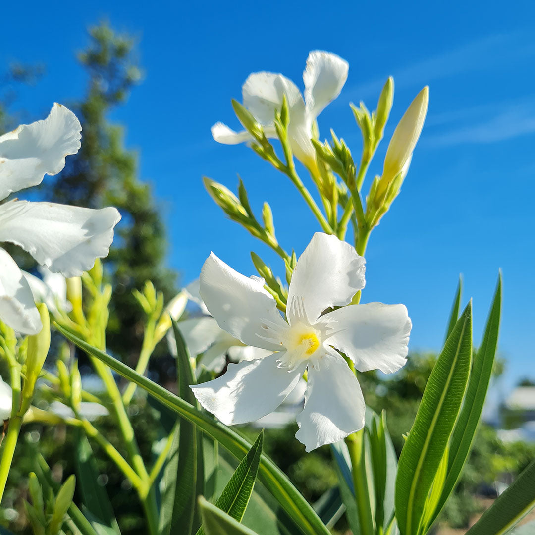 Nerium Oleander struik met witte bloem | Terrasplant