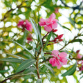 Nerium Oleander op stam met Roze bloem | Tuinplanten