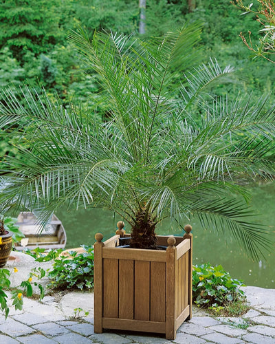 De Phoenix Canariensis is een palm die veel water nodig heeft. Zorg er wel voor dat je niet te veel water geeft en de wortels in een laag water komen te staan, dit kan leiden tot wortelrot. Zet de palm neer op een plek met veel zonlicht en zorg ervoor dat je jezelf niet openhaalt aan de scherpe bladeren van de plant.