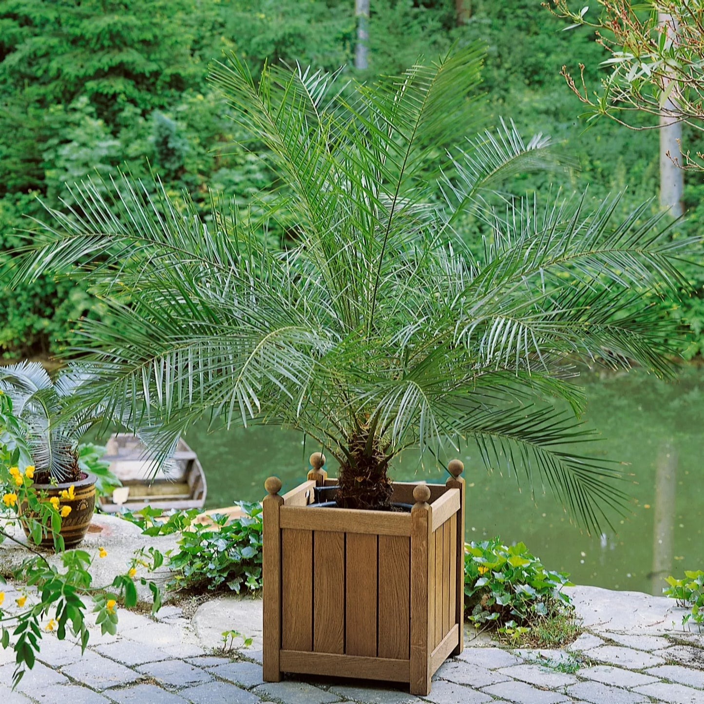 3x Phoenix Canariensis - Dadelpalm - Hoogte 80 cm - Pot Ø15cm
