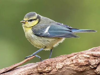 Vogelhuis Pimpelmees | Nestkast | Kopen | op=op