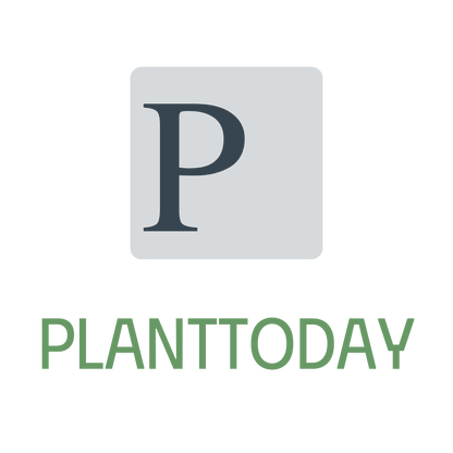 De gatenplant is een plant uit de aronskelkfamilie. Het is een kruipende klimplant, die van nature voorkomt in de tropische regenwouden van zuidelijk Mexico tot in Panama. De plant heeft een dikke stengel, die tot 20 m lang kan worden. De plant bezit grote, glanzende, leerachtige, 25-90 × 25-75 cm grote bladeren.