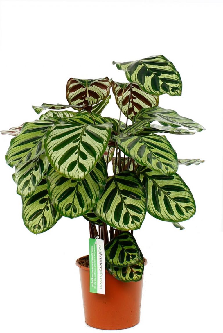 2x |Calathea Makoyana | Kamerplant | Pauwplant