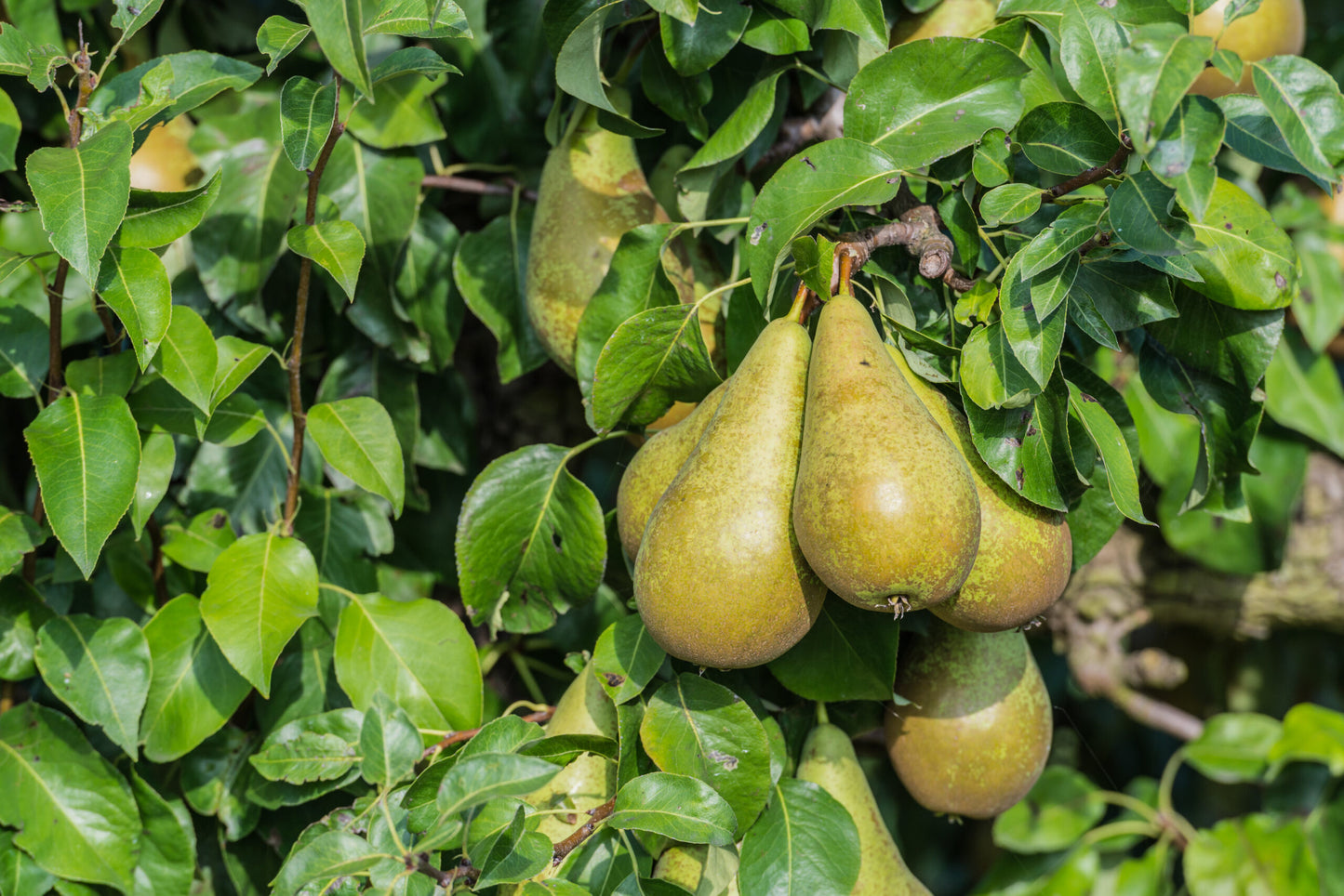 De Conference is een tamelijk grote handpeer met veel roest en is vanwege de bewaarbaarheid het in België en Nederland meest geteelde ras. Het sappige vruchtvlees is wit tot lichtoranje en zoet. De schil is hard.