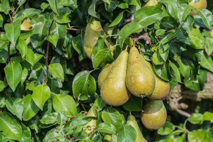 De Conference is een tamelijk grote handpeer met veel roest en is vanwege de bewaarbaarheid het in België en Nederland meest geteelde ras. Het sappige vruchtvlees is wit tot lichtoranje en zoet. De schil is hard.