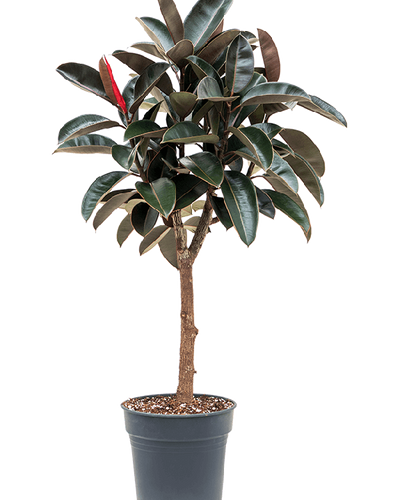 Hoge rubberplant met roodbruine glanzende bladeren