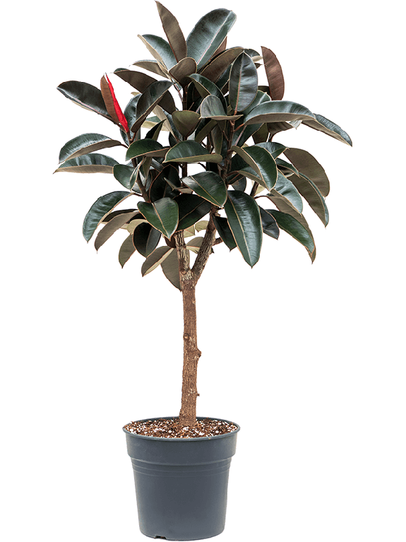 Hoge rubberplant met roodbruine glanzende bladeren