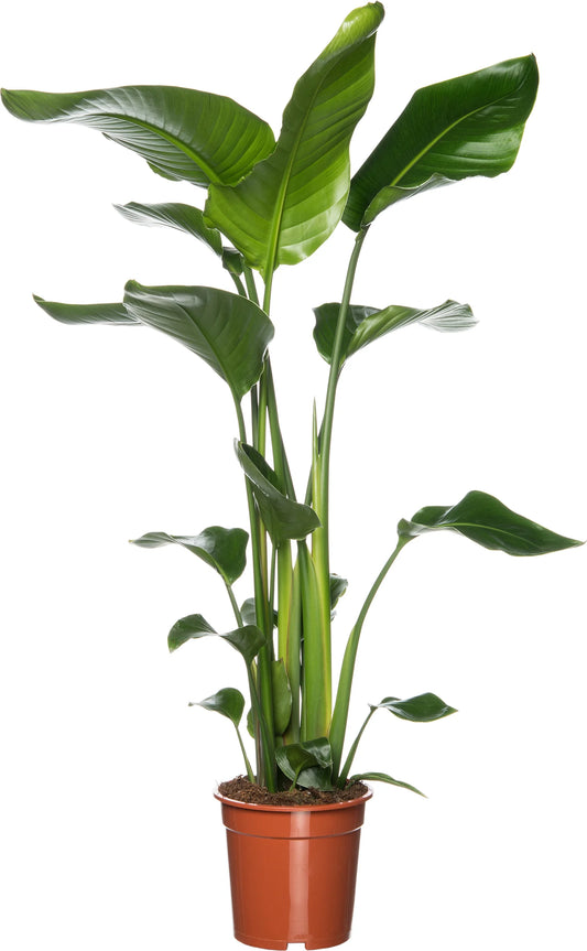 Strelitzia Nicolai - 90 cm - Ø19cm