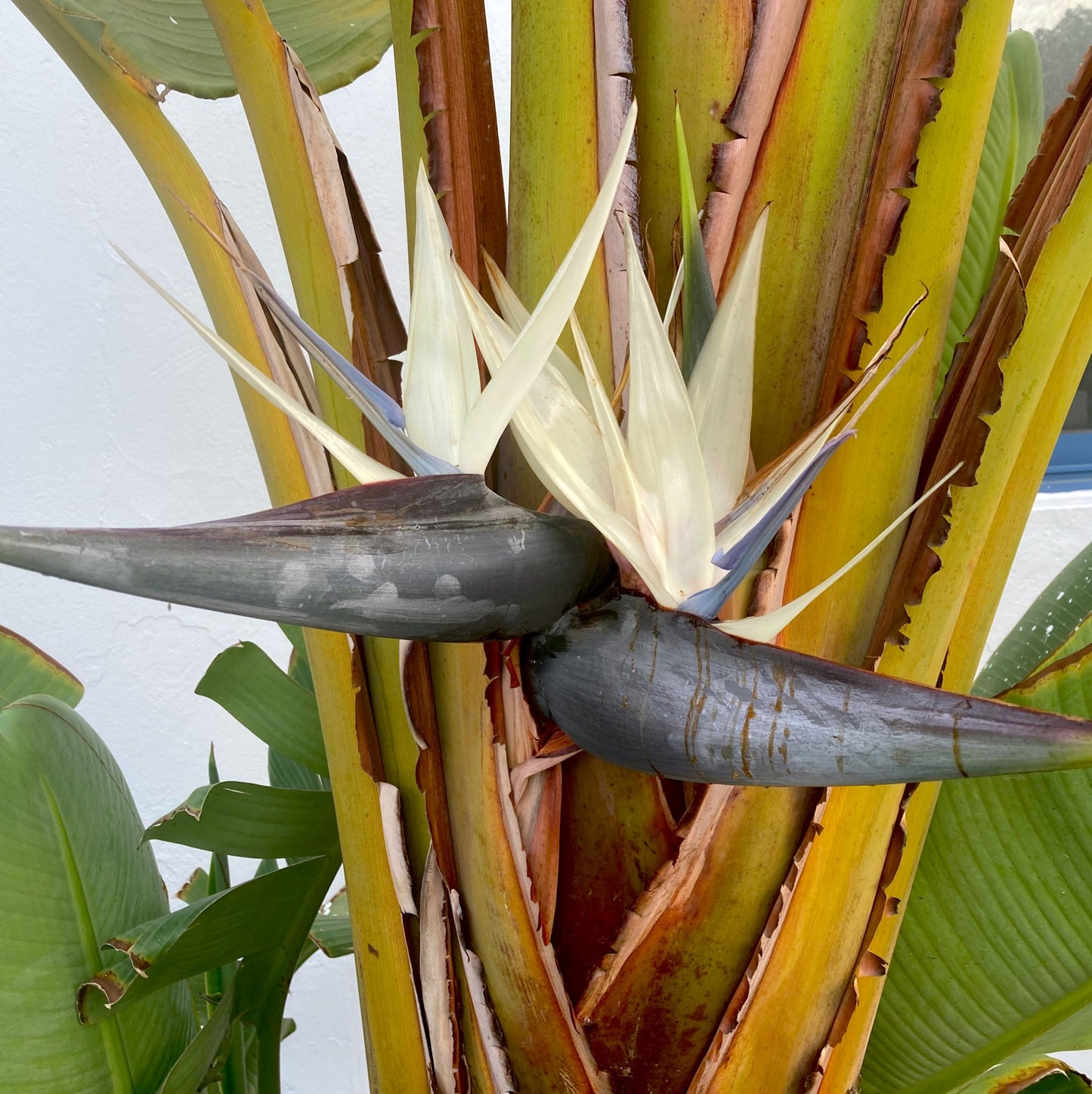Belangrijkste kenmerken
Bladeren: De bladeren van de Strelitzia augusta lijken op die van een bananenplant en scheuren na verloop van tijd in. Dit is een natuurlijk proces en draagt bij aan de robuuste uitstraling van de plant.
Bloei: In vergelijking met de Strelitzia nicolai bloeit de augusta minder vaak binnenshuis. Als hij wel bloeit, produceert hij prachtige witte bloemen. Geduld is wel vereist, want het kan enkele jaren duren voordat de plant voor het eerst bloeit.
Grootte: De Strelitzia augusta is de 