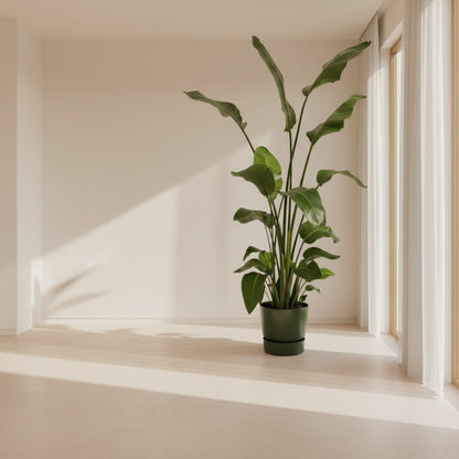 Strelitzia Nicolai | Kamerplant | Elho Greenville Round Pot