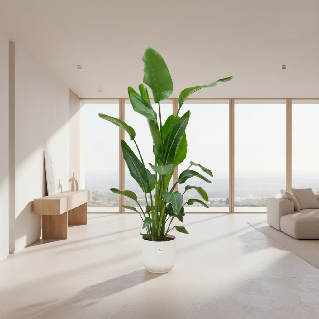 Strelitzia Nicolai | Kamerplant | Paradijsvogelplant met Elho Greenville Round Wit Pot