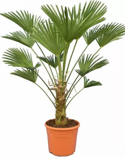 Trachycarpus wagnerianus - 130cm. Henneppalm