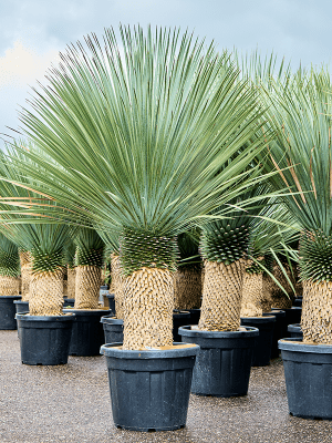 Robuuste tropische Yucca met grijsgroene bladeren voor tuin of interieur