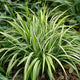 Carex morrowii 'Aureovariegata' – Kleur in de schaduw