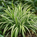 Carex morrowii 'Aureovariegata' Buitenplant | Gras - Planttoday