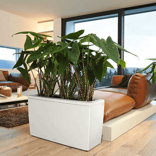 Alocasia met zebraprint stelen en grote tropische bladeren, bij planttoday