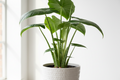 Alocasia Zebrina Kamerplant | Zebra-print Stelen - Planttoday