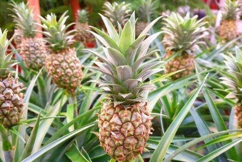 Tropische ananasplant met sierlijke vrucht voor lichte kamerplek