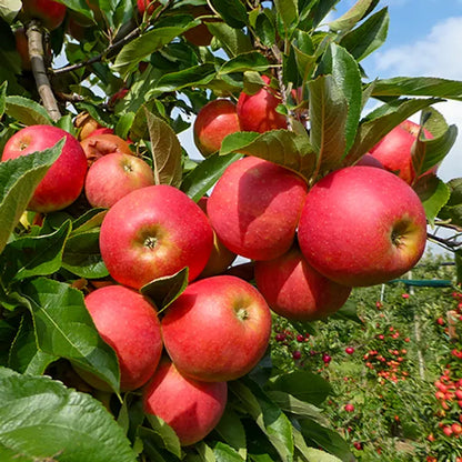 Compacte appelboom met geelrode appels voor tuin of terras