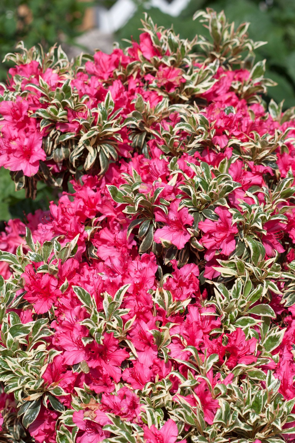 Compacte azalea met roze bloemen en bont blad voor tuin of terras